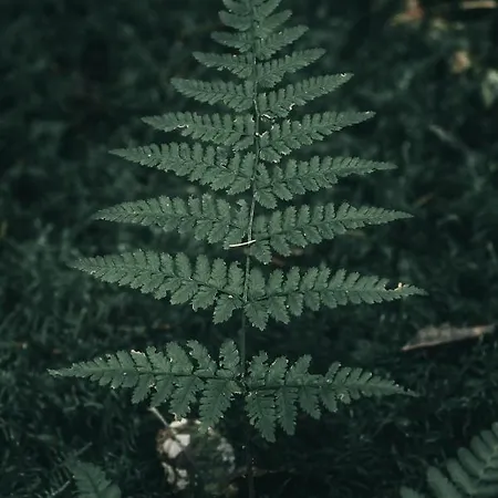 Greenhouse * סארט - לה - ספא